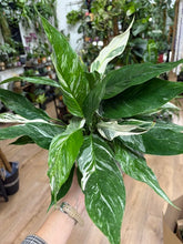 Kép betöltése a galériamegjelenítőbe: Spathiphyllum 'Diamond' variegated 14cm - Vitorlavirág tarka - Peace lily
