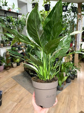 Kép betöltése a galériamegjelenítőbe: Spathiphyllum 'Diamond' variegated 14cm - Vitorlavirág tarka - Peace lily
