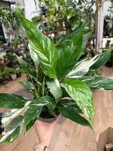 Kép betöltése a galériamegjelenítőbe: Spathiphyllum 'Diamond' variegated 14cm - Vitorlavirág tarka - Peace lily
