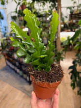 Kép betöltése a galériamegjelenítőbe: Epiphyllum anguliger 9cm - Karéjos kaktusz - Fishbone cactus
