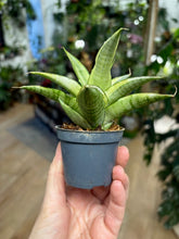 Kép betöltése a galériamegjelenítőbe: Sansevieria "Gabriella Crown" 6cm - Anyósnyelv
