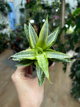 Kép betöltése a galériamegjelenítőbe: Sansevieria "Gabriella Crown" 6cm - Anyósnyelv
