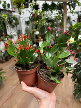 Kép betöltése a galériamegjelenítőbe: Rhipsalidopsis - Húsvéti kaktusz, 2 színben - Easter cactus
