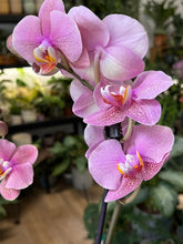 Kép betöltése a galériamegjelenítőbe: Phalaenopsis "Hanni" 12cm - Lepkeorchidea, foltos levelű
