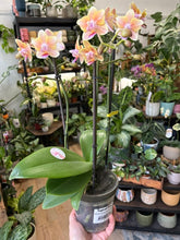 Kép betöltése a galériamegjelenítőbe: Phalaenopsis "Aromio" 12cm - Illatos lepkeorchidea
