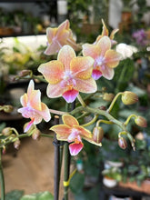 Kép betöltése a galériamegjelenítőbe: Phalaenopsis "Aromio" 12cm - Illatos lepkeorchidea
