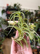 Kép betöltése a galériamegjelenítőbe: Tillandsia albida - Air plant - Két méretben
