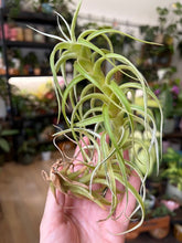 Kép betöltése a galériamegjelenítőbe: Tillandsia albida - Air plant - Két méretben
