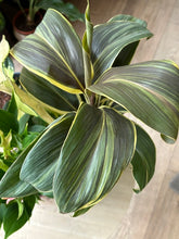Kép betöltése a galériamegjelenítőbe: Flash Sale Friday - 1. csomag -25% kedvezmény - Tropical Home 
