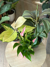 Kép betöltése a galériamegjelenítőbe: Flash Sale Friday - 1. csomag -25% kedvezmény - Tropical Home 
