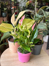 Kép betöltése a galériamegjelenítőbe: Flash Sale Friday - 1. csomag -25% kedvezmény - Tropical Home 
