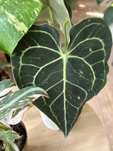 Kép betöltése a galériamegjelenítőbe: Flash Sale Friday - 2. csomag -30% kedvezmény - Tropical Home 
