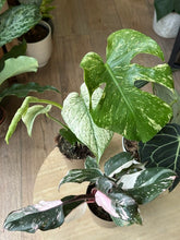 Kép betöltése a galériamegjelenítőbe: Flash Sale Friday - 2. csomag -30% kedvezmény - Tropical Home 
