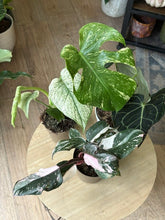 Kép betöltése a galériamegjelenítőbe: Flash Sale Friday - 2. csomag -30% kedvezmény - Tropical Home 
