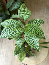 Kép betöltése a galériamegjelenítőbe: Flash Sale Friday - 3. csomag -35% kedvezmény - Tropical Home 
