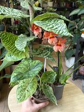 Kép betöltése a galériamegjelenítőbe: Flash Sale Friday - 3. csomag -35% kedvezmény - Tropical Home 
