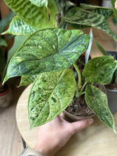 Kép betöltése a galériamegjelenítőbe: Flash Sale Friday - 3. csomag -35% kedvezmény - Tropical Home 
