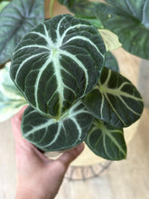Kép betöltése a galériamegjelenítőbe: Flash Sale Friday - 4. csomag -30% kedvezmény - Tropical Home 
