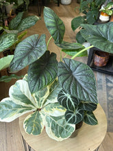 Kép betöltése a galériamegjelenítőbe: Flash Sale Friday - 4. csomag -30% kedvezmény - Tropical Home 
