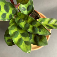 Kép betöltése a galériamegjelenítőbe: Prayer plants - Imádkozó növények 7cm-es cserépben - Tropical Home 
