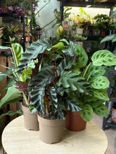 Kép betöltése a galériamegjelenítőbe: Flash Sale Friday - 5. csomag -20% kedvezmény - Tropical Home 
