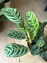 Kép betöltése a galériamegjelenítőbe: Flash Sale Friday - 5. csomag -20% kedvezmény - Tropical Home 
