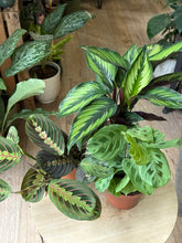 Kép betöltése a galériamegjelenítőbe: Flash Sale Friday - 6. csomag -20% kedvezmény - Tropical Home 
