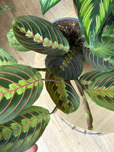 Kép betöltése a galériamegjelenítőbe: Flash Sale Friday - 6. csomag -20% kedvezmény - Tropical Home 

