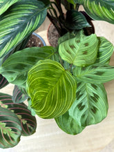 Kép betöltése a galériamegjelenítőbe: Flash Sale Friday - 6. csomag -20% kedvezmény - Tropical Home 
