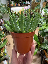 Kép betöltése a galériamegjelenítőbe: Stapelia (Orbea) variegata - Tarka dögvirág
