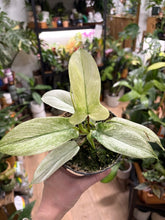 Kép betöltése a galériamegjelenítőbe: Philodendron florida "Ghost"
