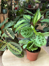 Kép betöltése a galériamegjelenítőbe: Flash Sale Friday - 6. csomag -20% kedvezmény - Tropical Home 
