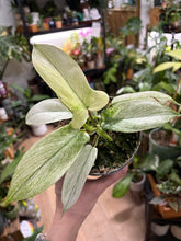 Kép betöltése a galériamegjelenítőbe: Philodendron florida "Ghost"
