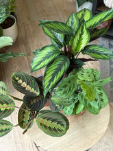 Kép betöltése a galériamegjelenítőbe: Flash Sale Friday - 6. csomag -20% kedvezmény - Tropical Home 

