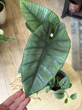 Kép betöltése a galériamegjelenítőbe: Flash Sale Friday - 7. csomag -30% kedvezmény - Tropical Home 
