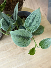 Kép betöltése a galériamegjelenítőbe: Flash Sale Friday - 7. csomag -30% kedvezmény - Tropical Home 
