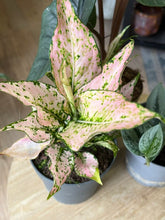 Kép betöltése a galériamegjelenítőbe: Flash Sale Friday - 7. csomag -30% kedvezmény - Tropical Home 
