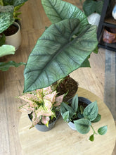 Kép betöltése a galériamegjelenítőbe: Flash Sale Friday - 7. csomag -30% kedvezmény - Tropical Home 
