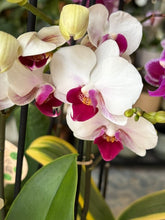 Kép betöltése a galériamegjelenítőbe: Flash Sale Friday - 8. csomag -35% kedvezmény - Tropical Home 
