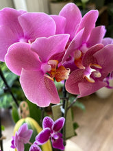 Kép betöltése a galériamegjelenítőbe: Flash Sale Friday - 8. csomag -35% kedvezmény - Tropical Home 
