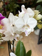 Kép betöltése a galériamegjelenítőbe: Flash Sale Friday - 12. csomag -25% kedvezmény - Tropical Home 
