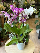 Kép betöltése a galériamegjelenítőbe: Flash Sale Friday - 12. csomag -25% kedvezmény - Tropical Home 
