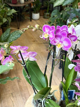 Kép betöltése a galériamegjelenítőbe: Flash Sale Friday - 12. csomag -25% kedvezmény - Tropical Home 
