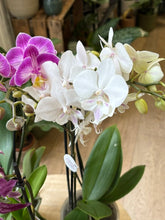 Kép betöltése a galériamegjelenítőbe: Flash Sale Friday - 12. csomag -25% kedvezmény - Tropical Home 
