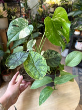 Kép betöltése a galériamegjelenítőbe: Flash Sale Friday - 9. csomag -30% kedvezmény - Tropical Home 
