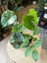 Kép betöltése a galériamegjelenítőbe: Flash Sale Friday - 9. csomag -30% kedvezmény - Tropical Home 
