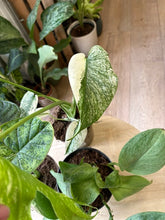 Kép betöltése a galériamegjelenítőbe: Flash Sale Friday - 9. csomag -30% kedvezmény - Tropical Home 
