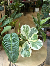 Kép betöltése a galériamegjelenítőbe: Flash Sale Friday - 10. csomag -40% kedvezmény - Tropical Home 
