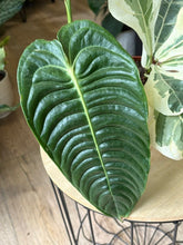 Kép betöltése a galériamegjelenítőbe: Flash Sale Friday - 10. csomag -40% kedvezmény - Tropical Home 
