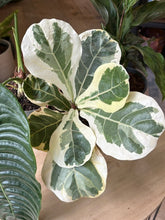 Kép betöltése a galériamegjelenítőbe: Flash Sale Friday - 10. csomag -40% kedvezmény - Tropical Home 

